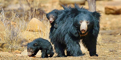 Daroji Sloth Bear Sanctuary